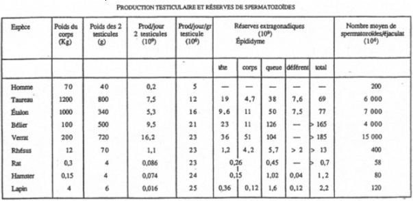 Production testiculaire et réserves de spermatozoïdes