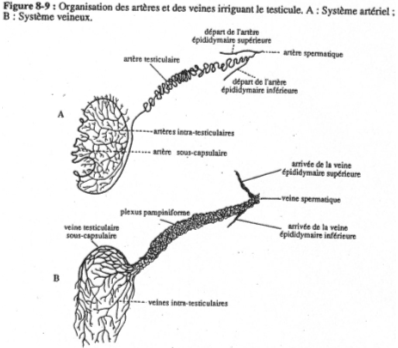 Organisation des artères et des veines irriguant le testicule