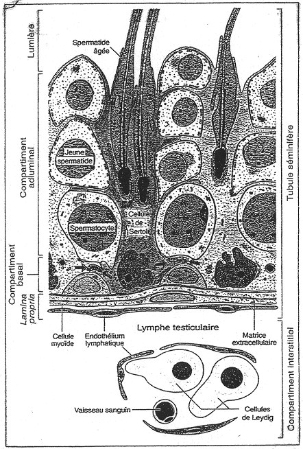 Organisation structurelle des cellules de Sertoli
