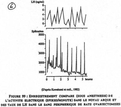Enregistrement comparé de l'activité électrique dans le noyau arqué et des taux de LH dans le sang périphérique
