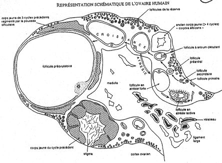Présentation schématique de l'ovaire