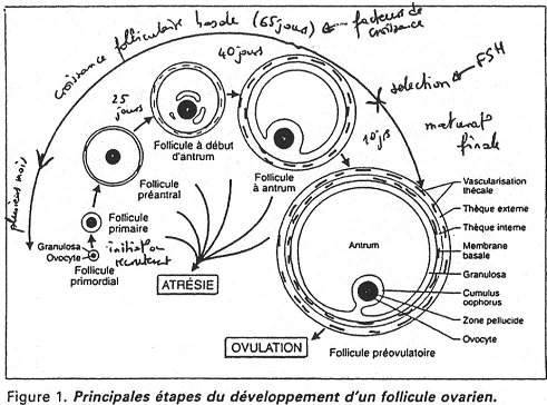 Principales étapes du développement d'un follicule ovarien