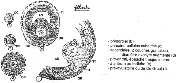 Evolution des follicules ovariens