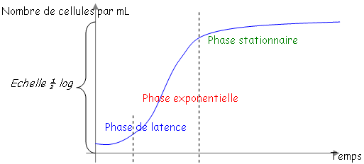 Les différentes phases de développement des bactéries