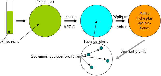 Développement d'une culture de bactéries pour mise en évidence de mutants