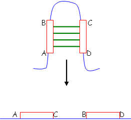 Inversion de gènes