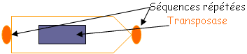 Génétique : transposase et séquences répétées
