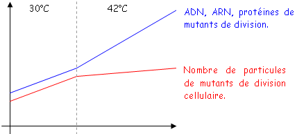 Graphe représentant l'initiation de la transcription avec les ADN et ARN mutant