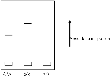 Schéma d'une électrophorèse