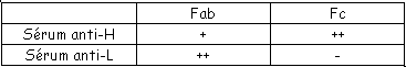 Organisation d'immunoglobuline fragments Fab Fc