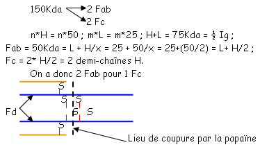 Topologie des Ig