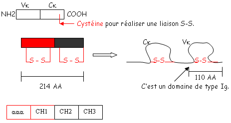 Régions constantes et régions hypervariables