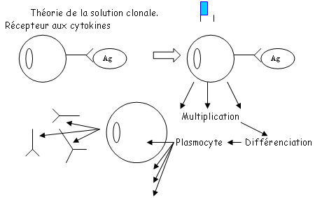 Théorie de la solution clonale