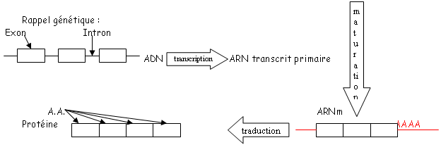 Organisation des gènes