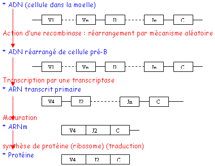 recombinaison de la chaine L