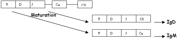 MAturation et épissage différentiel