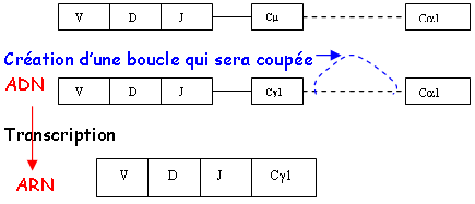 Recombinaison des gènes pour les Lb