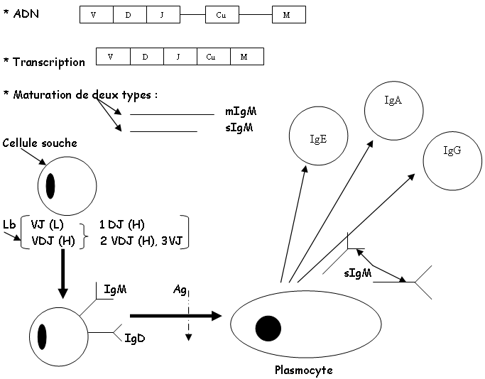 Formation des Lb, plasmocytes et Ig