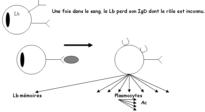 Formation des Lb, plasmocytes et Ig / Lb mémoire