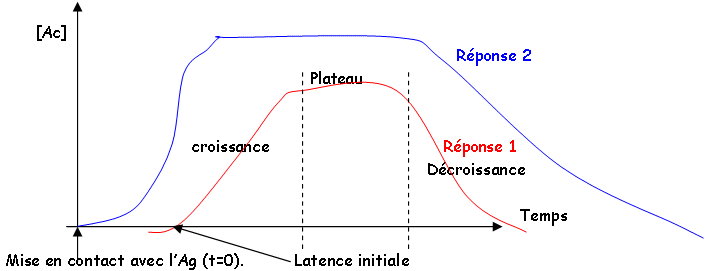 Réponse de type 1 et de type 2