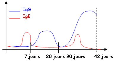 Réponse des IgG et des IgE