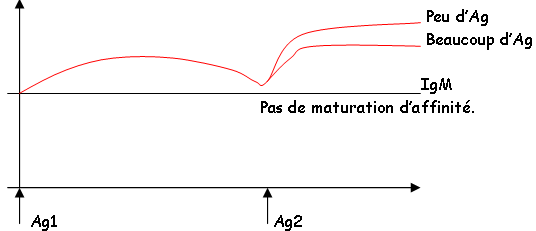 IgM et réactions de type 1 / de type 2