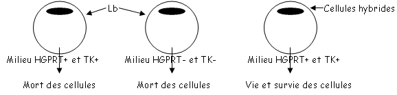 Vie et mort de cellules en fonction du milieu et des cellules présentes