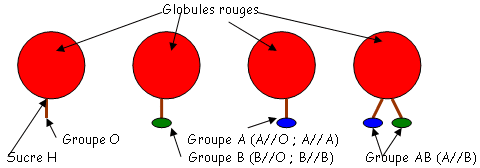 Globules rouges et groupes sanguins