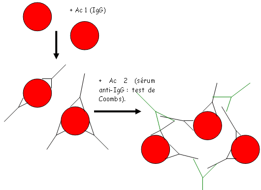 Réactions Ac-Ag + Test de Combs