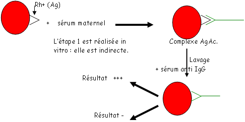 Réactions Ac-Ag