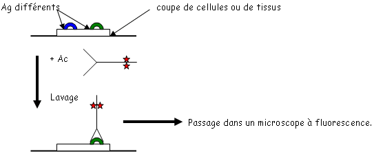 Test d'immuno-fluorescence directe