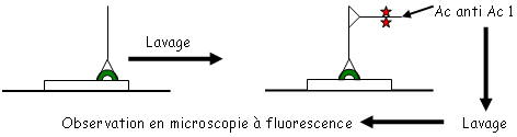 Test d'immuno-fluorescence indirecte