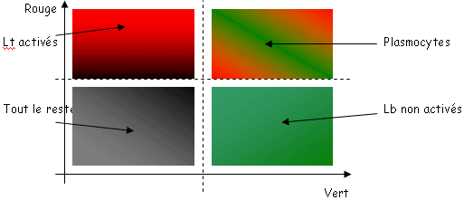 Répartition des Lt activés, des plasmocytes ou des Lb non activés