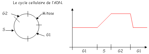 Cycle cellulaire de l'ADN