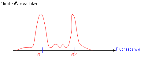 Répartition des cellules en fonction de leur positionnement dans le cycle cellulaire