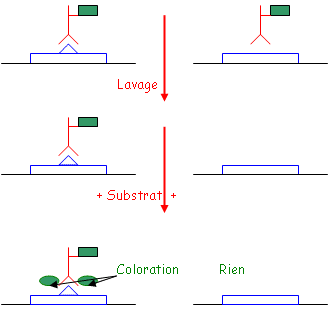 Exemple de réaction pour le test Elisa