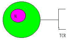 Lymphocyte T et TCR