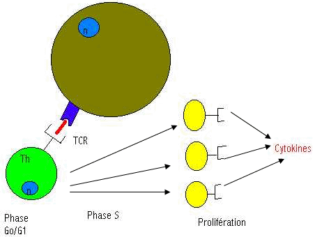 Lymphocyte T et prolifération avec les cytokine