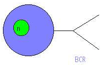 Lymphocyte B et BCR