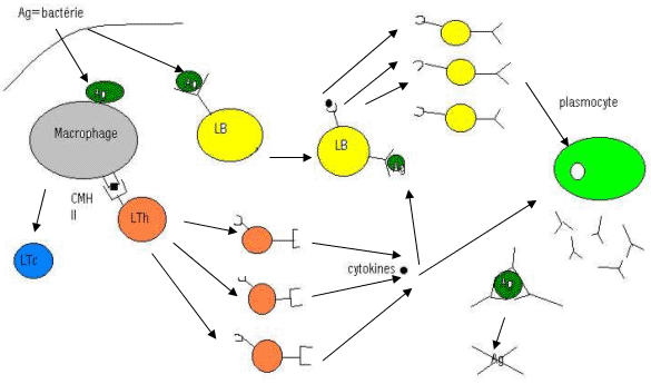 schéma récapitulatif de la réponse immunitaire