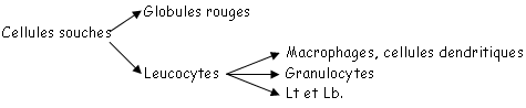 Différenciation des cellules souches sanguines