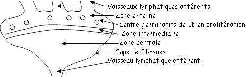 Structure d'un ganglion lymphatique