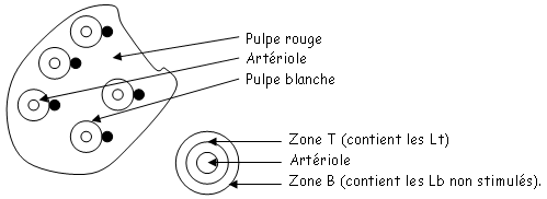 Structure de la rate