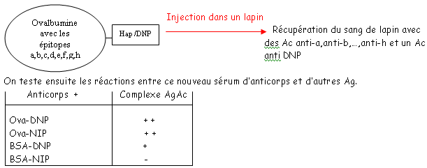 Immunogénicité et antigénicité