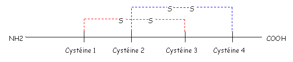 Immunologie, formation de chimiokines