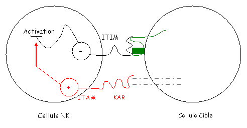 Immunologie, Cellule NK et ligand KAR