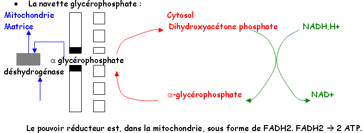 métabolisme, chapitre 2, schéma 1