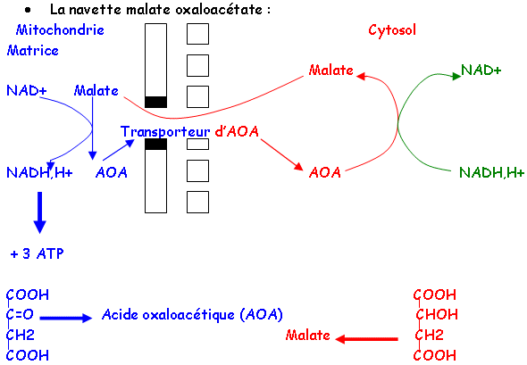 métabolisme, chapitre 2, schéma 2, navette malate oxaloacétate