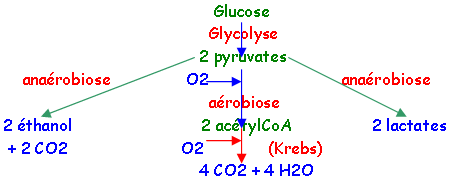 métabolisme, chapitre 2, schéma 4