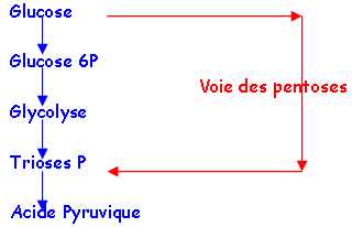 métabolisme, chapitre 2, schéma 5, voie des pentoses phosphates